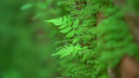 hoja de helecho verde que crece en el bosque