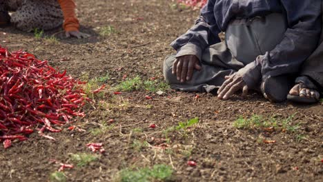 Elderly-woman-labour-working-at-dry-red-chilli-factory-in-summer-heat-wave,-Maharashtra,-India