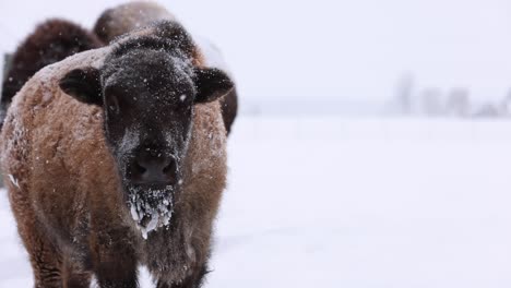 bison calf looks at you then away in snowstorm slomo