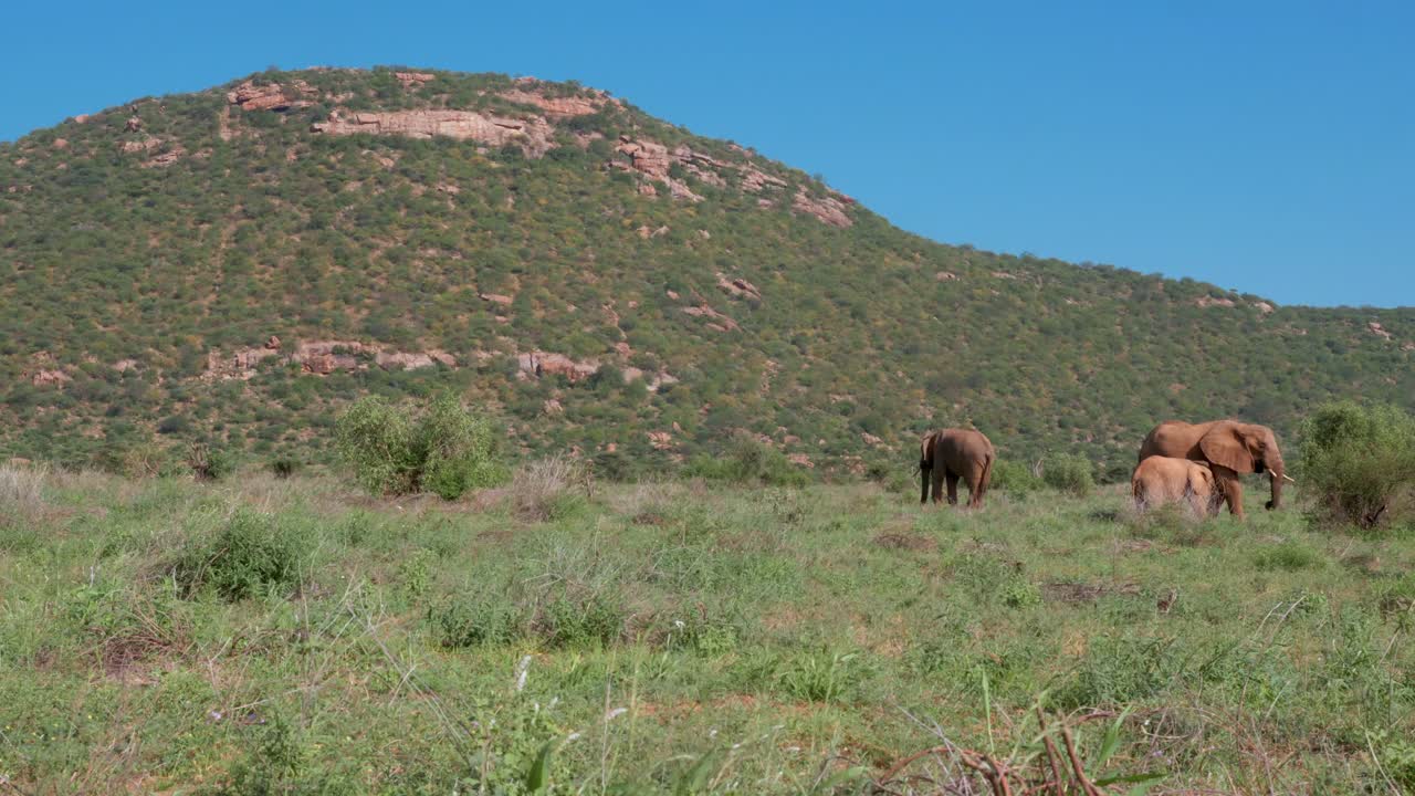 tres elefantes se paran en la sabana africana en kenia en el primer plano de una montaña