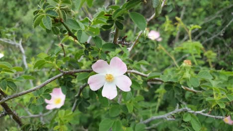 rosal silvestre con flores de color rosa claro con muchas espinas que crecen cerca de la frontera de lesotho y las montañas maloti sudáfrica
