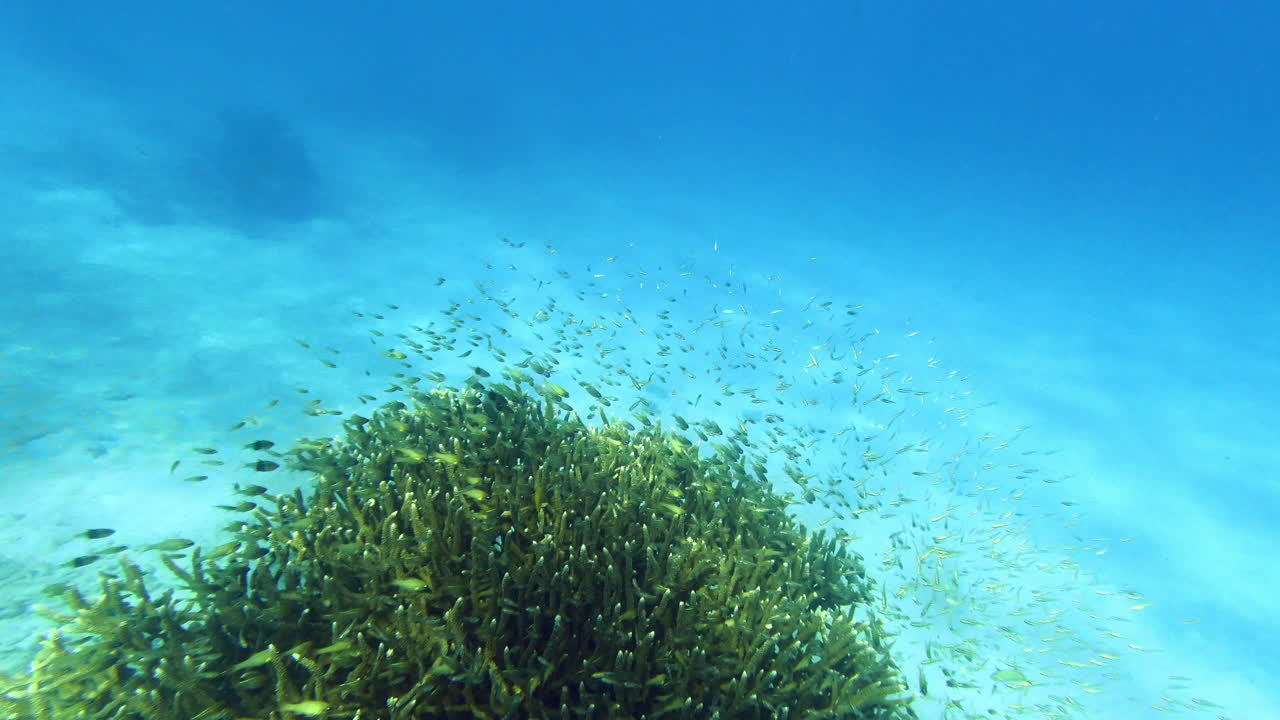 바다를 플라스틱이 없는 곳으로 유지하고 물고기를 살리세요.