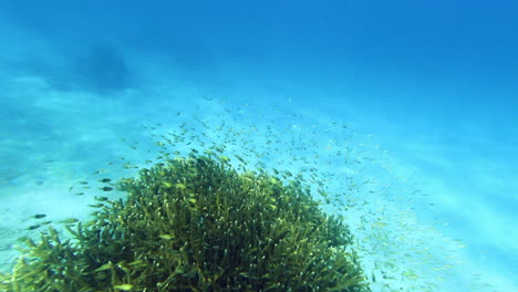 mantener el océano libre de plástico y saborear nuestros peces