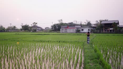 woman walking through a rice paddy field at sunset