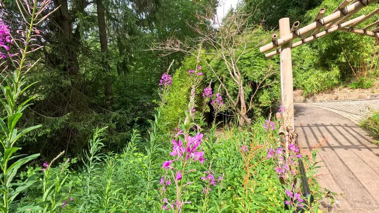 Fireweed wildflowers sway gently beside a wooden arbor in a lush botanical garden, captured with smooth lateral camera movement and bright natural daylight