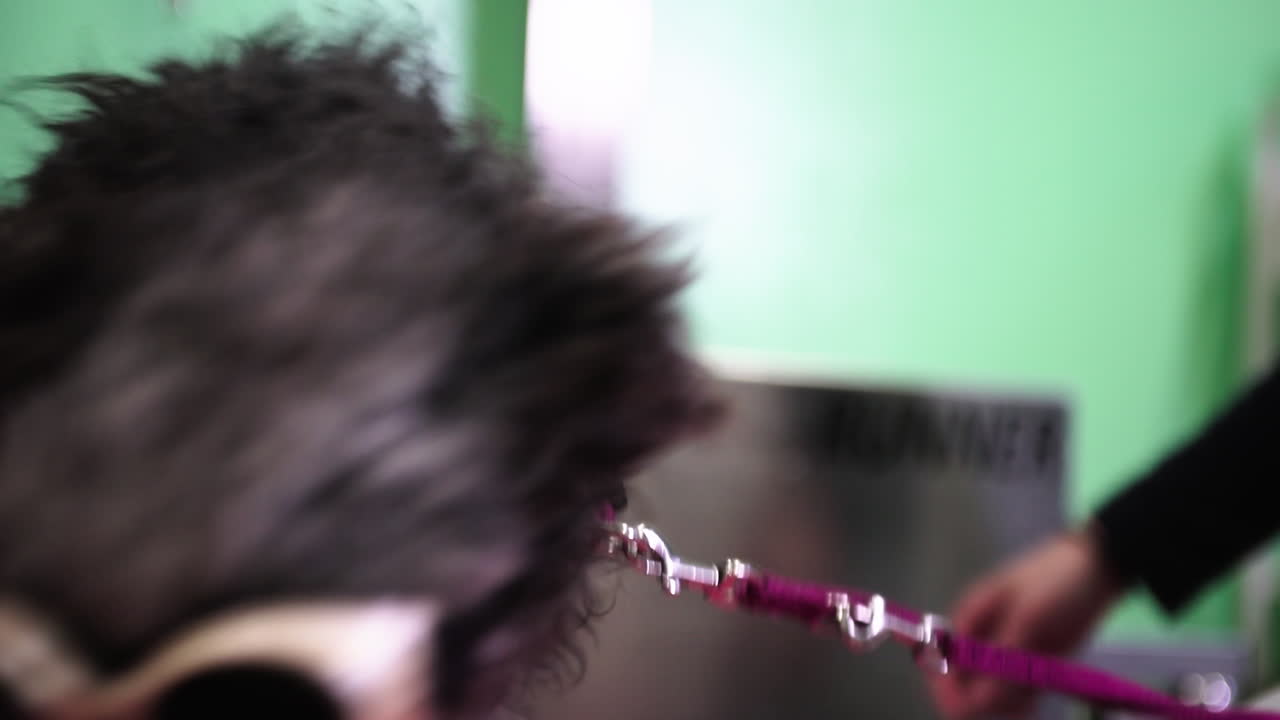 el perro en fisioterapia usa gafas de protección para el tratamiento con láser