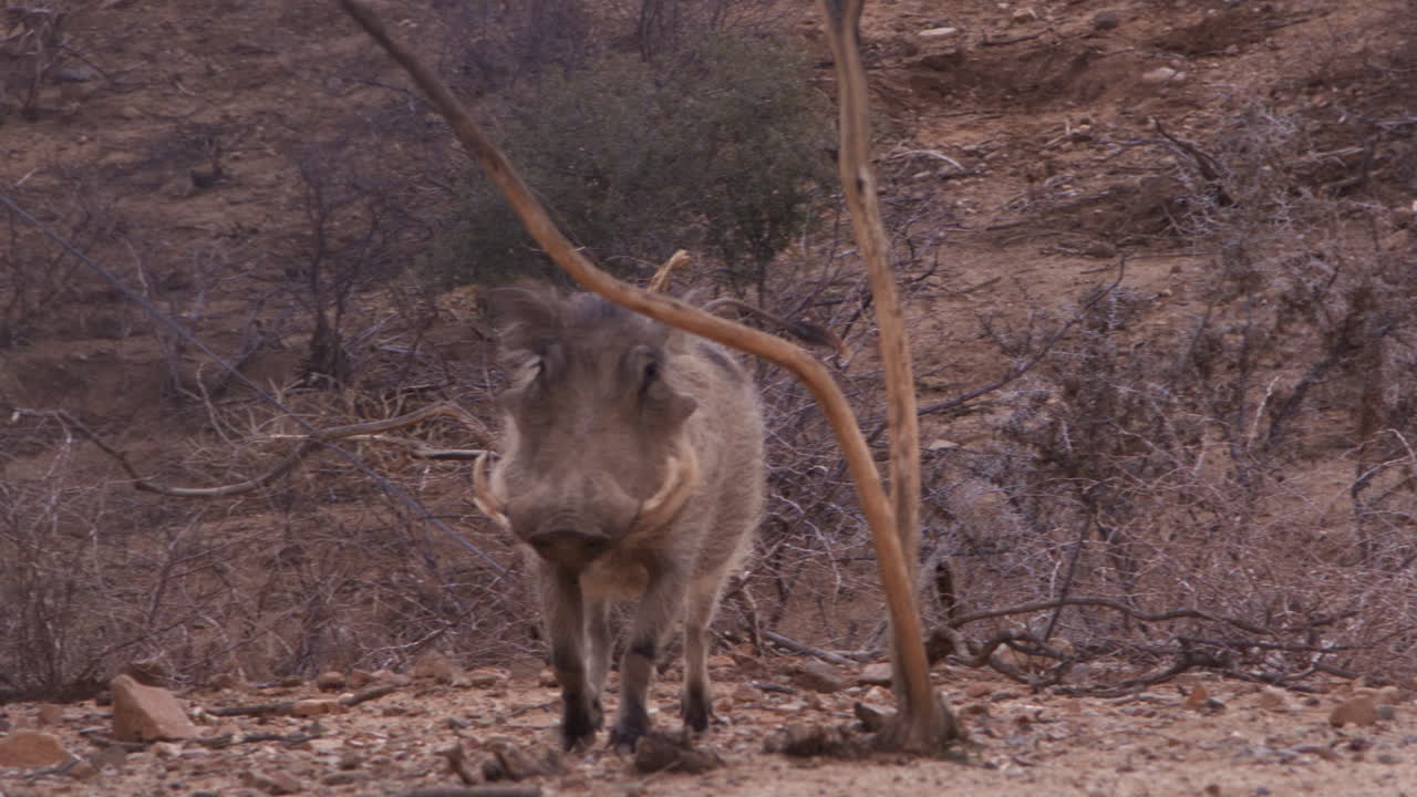 jabalí caminando por la tundra hacia la cámara - toma amplia