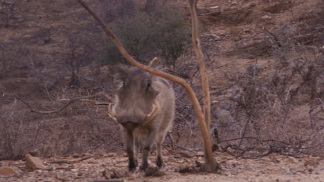 warthog walking through tundra towards camera - wide shot