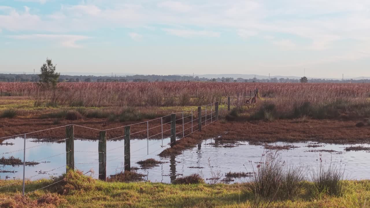Sunrise behind fence as kangaroos feed and hop along near rural barrier in remote Australian field