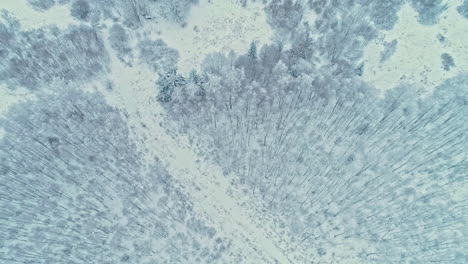 winter forest completely covered in snow, aerial drone view