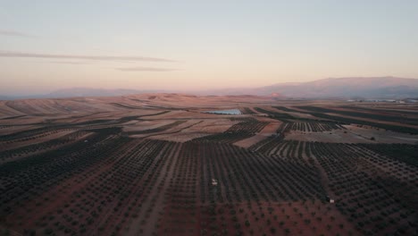Slow-reveal-of-the-vast-Olive-Grove-Landscapes-of-Andalusia-region-near-Malaga-in-Spain-at-Sunset