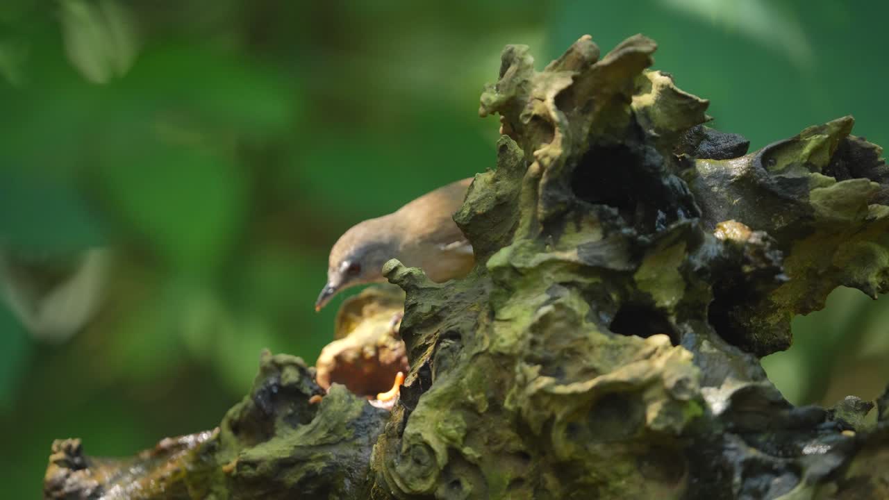 detrás de la madera naturalmente seca, se puede ver un pájaro balbuceador de campo de caballos comiendo