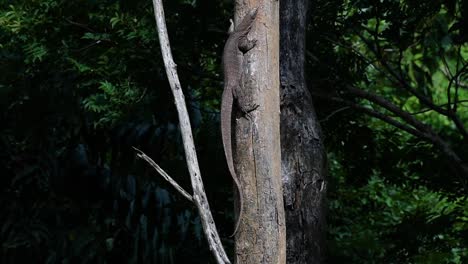 El-Lagarto-Monitor-Nublado-Se-Encuentra-En-Tailandia-Y-Otros-Países-De-Asia