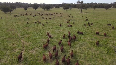 toma aérea de un prado verde tranquilo con un grupo de vacas pastando marrones