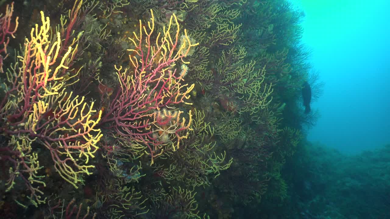Immergersi tra gorgonie gialle e rosse con l'oceano blu come sfondo.