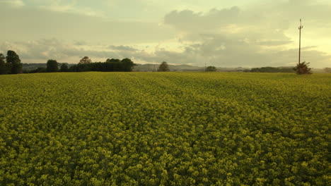 volar sobre un campo verde al atardecer