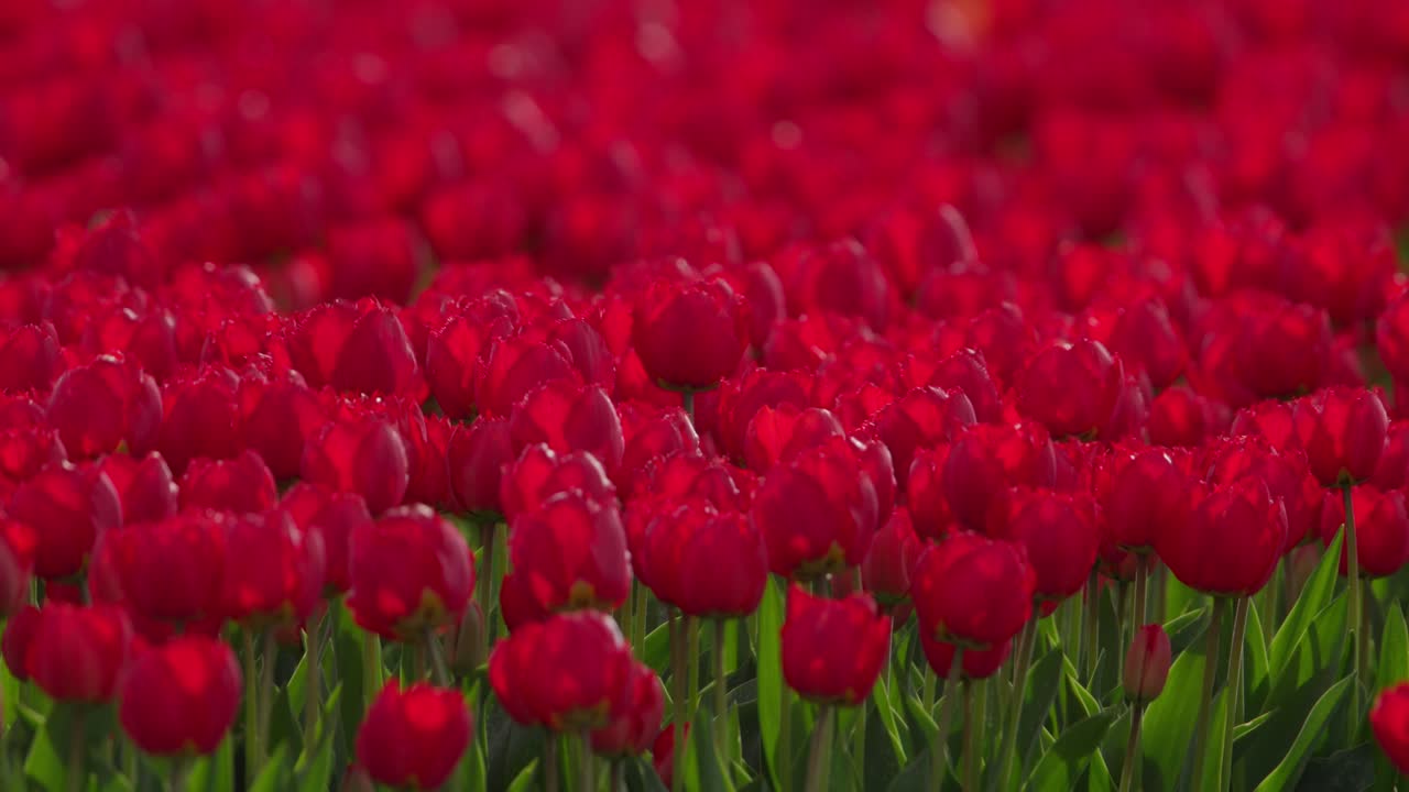 ярко-красные тюльпаны в полном цветении при дневном свете, крупный план красочного цветочного поля