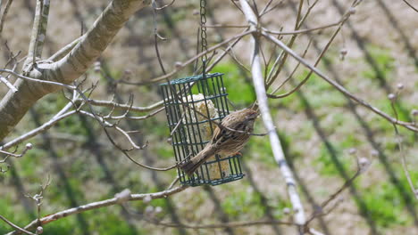 song sparrow at a suet bird-feeder during late-winter in south carolina