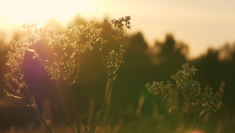 wild flowers backlit by golden hour sunlight, focus on foreground