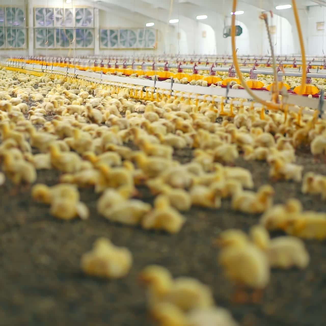Modern poultry industry. Yellow chickens inside the farm with special equipment for feeding chicks. Lots of chickens in the hangar. Feeding and drink chickens