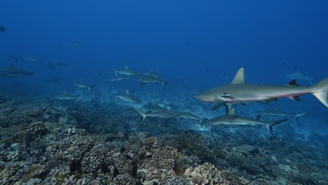 big school of grey reef sharks patrolling a tropical coral reef in clear water, in the atoll of fakarava in the south pacific ocean around the islands of tahiti