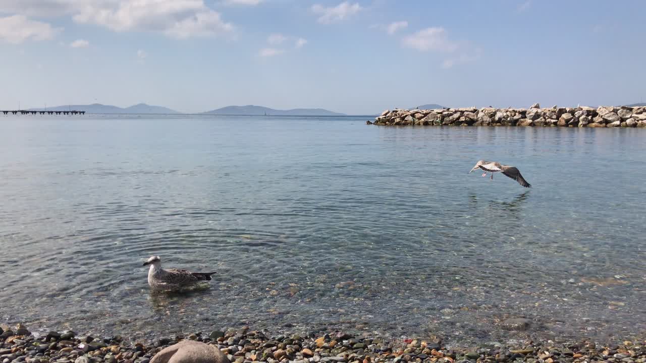 Seagull on a pebble beach with clear water and mountains in the background