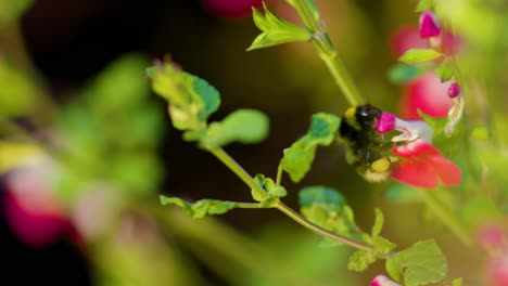 Nahaufnahme-Von-Biene-Bestäubende-Blume