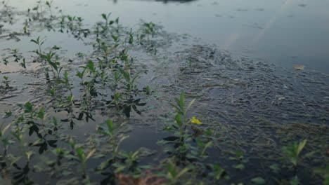 idyllic, still river water with vegetation and the leaves of plants submerged