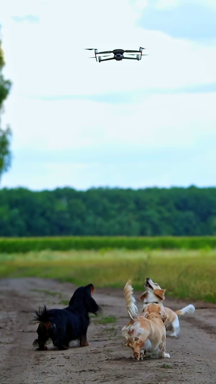 Active dogs among nature. Drone flies over the pets in the field. Funny pets look at the drone flying in the air and bark. Vertical video