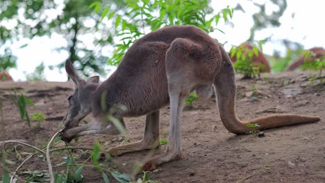 close-up australian kangaroo nibbles on fresh foliage, wild animal eating