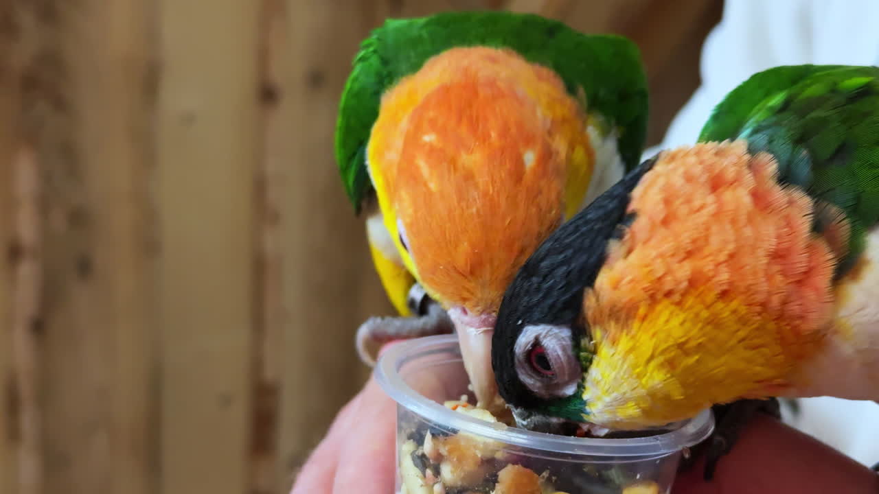 Close up shot of two parrots eating sitting on a man's arm, handheld