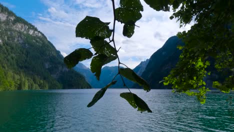 Tree-branch-in-King's-Lake,-Königssee-in-Germany,-Bavaria