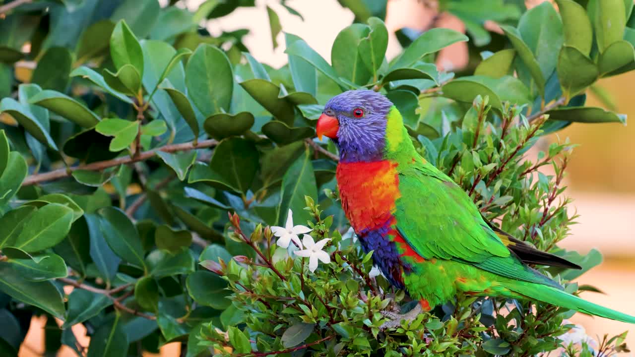 Vibrant lorikeets perched and interacting among dense foliage, captured in bright natural light with dynamic camera angles
