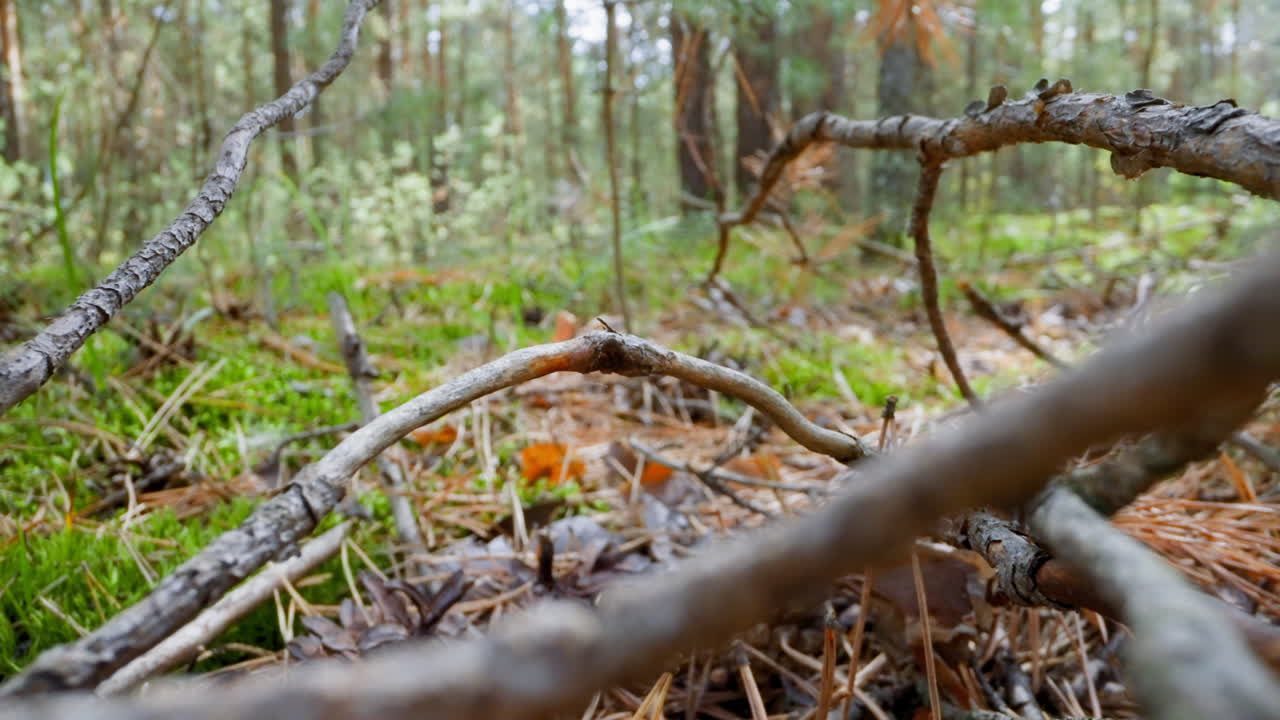 pilas de palos secos en agujas de abeto en el suelo en el bosque