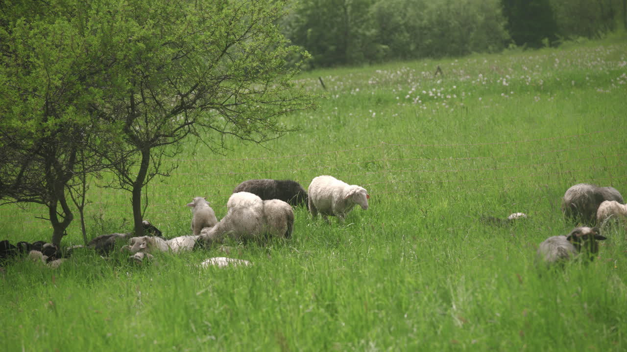 Flock of sheep grazing and resting on a meadow with green grass and a tree with a hill landscape in the back. Peaceful atmosphere.