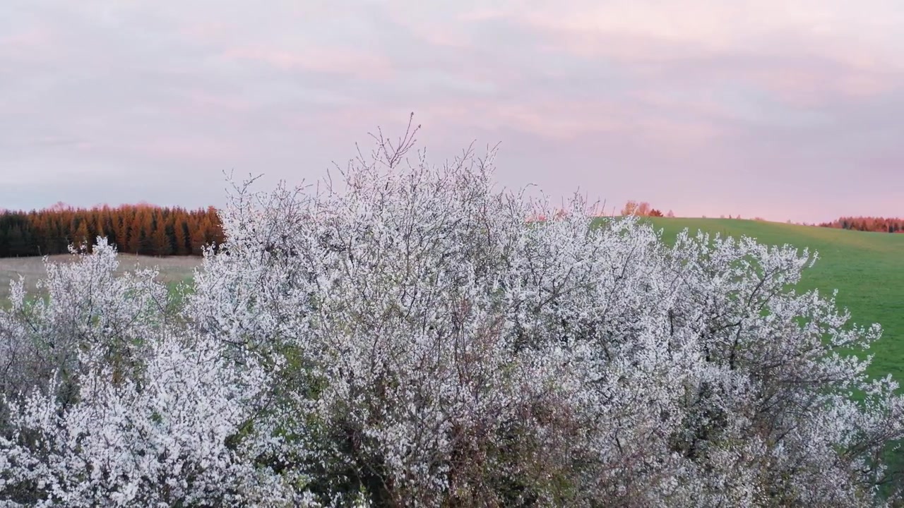Splendida vista aerea orbitante con drone di un albero bianco in fiore su dolci colline verdi in un paesaggio rurale panoramico al tramonto