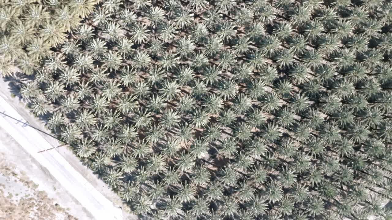 캘리포니아 주 코라 에 있는 큰  나무 보육장