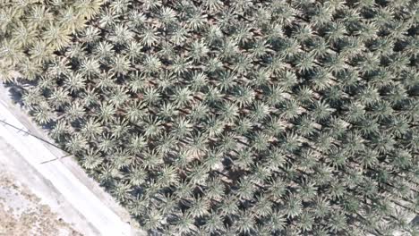 Large-palm-tree-nursery-in-Coachella,-California-with-drone-video-overhead-close-up