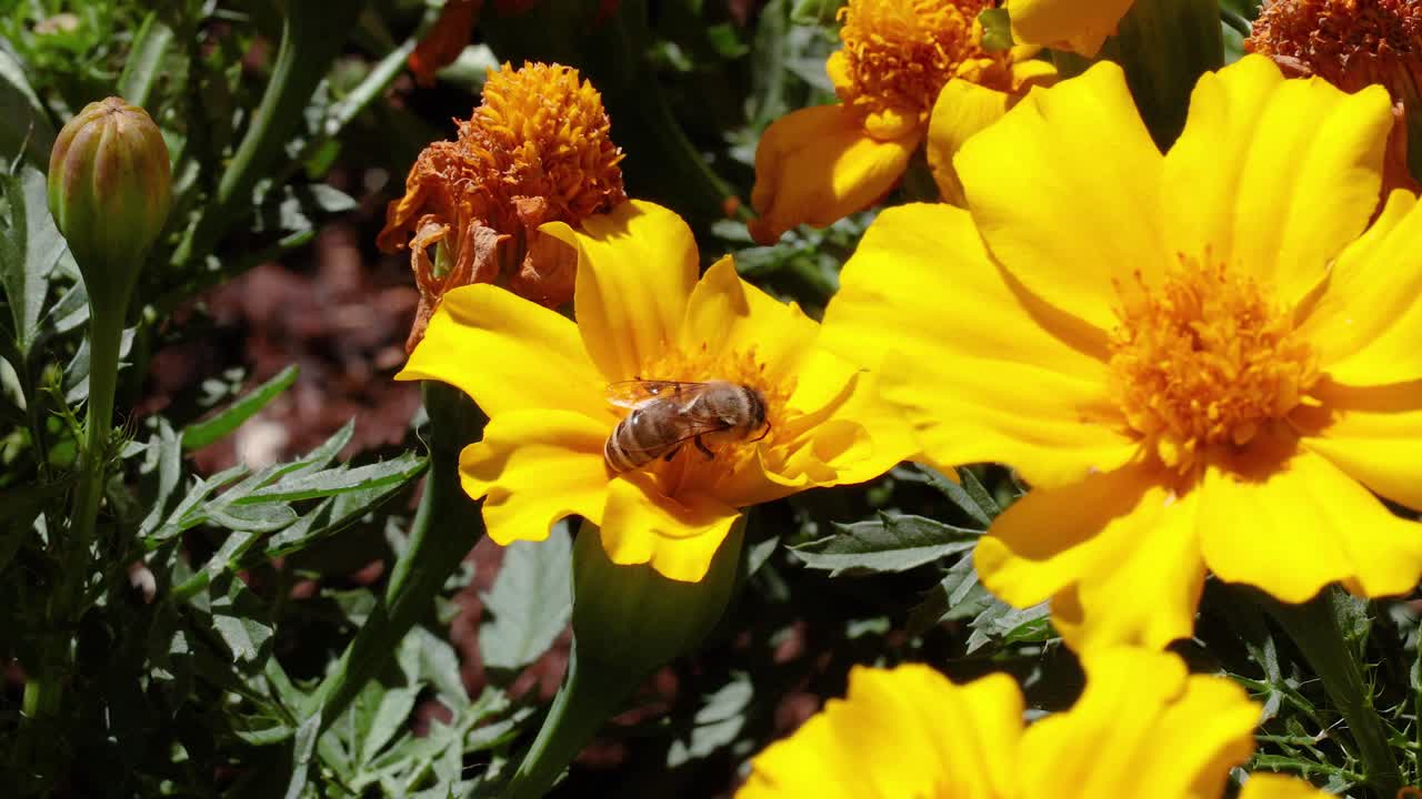 Ape che raccoglie nettare da calendule giallo vivace