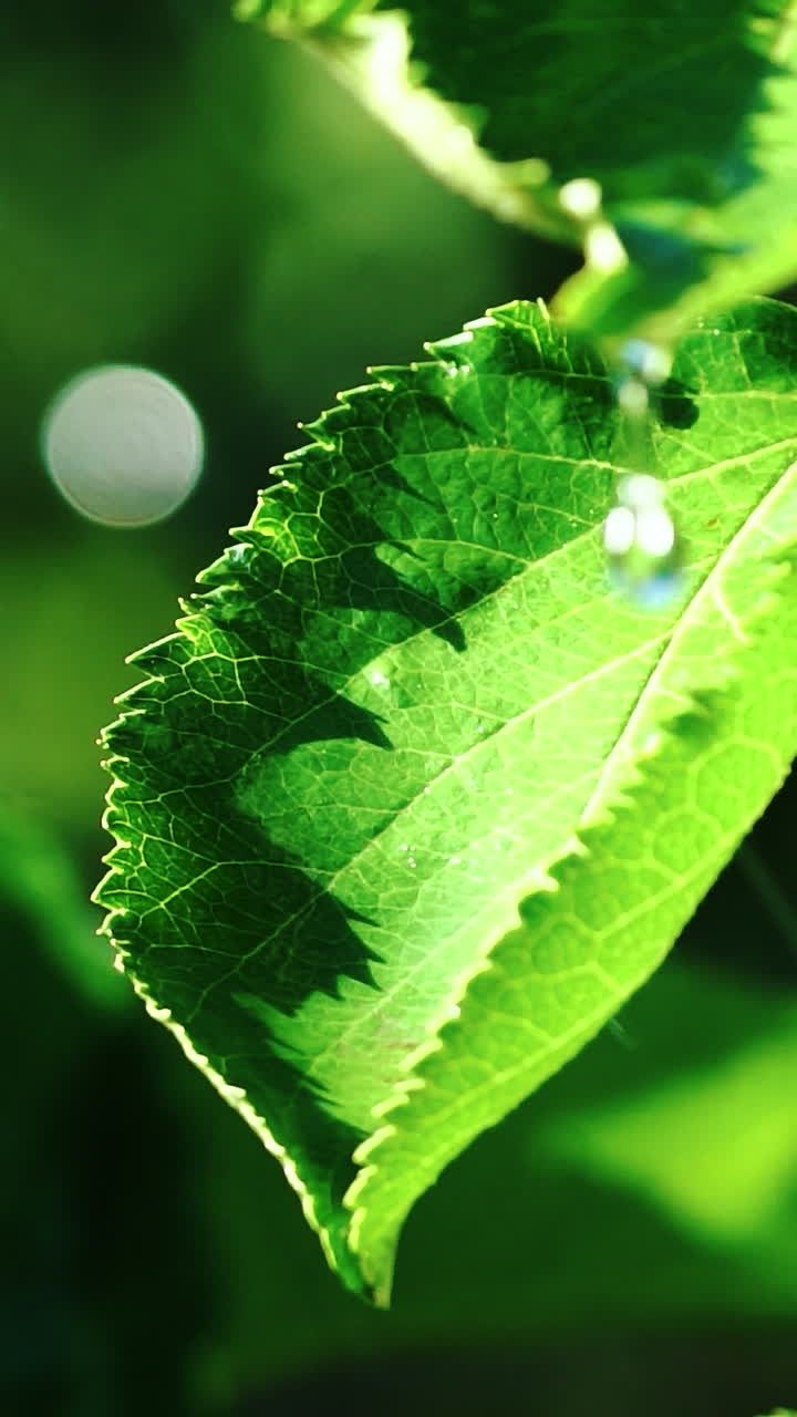 Watering organic fresh agricultural product. Water drops falling on to leaves sprout in the garden. Vertical video
