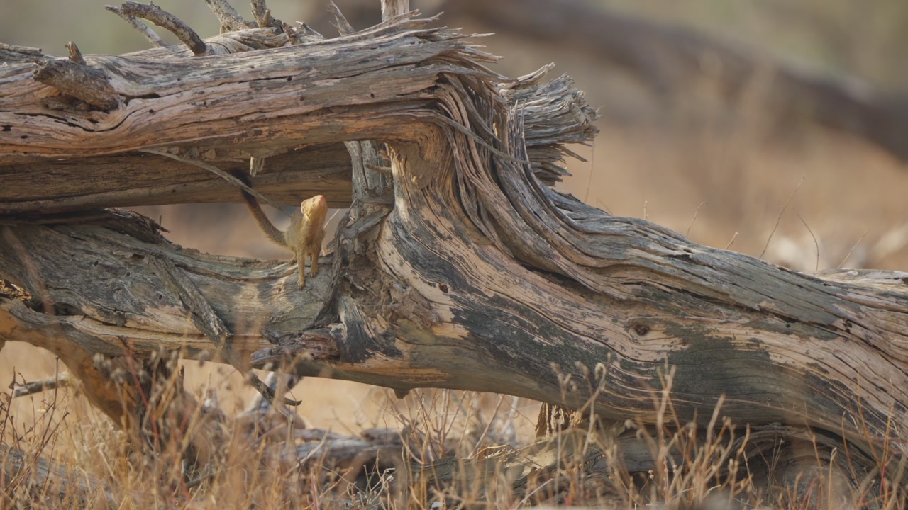 Slender mongoose explores a dead fallen tree trunk in Kruger National Park, South Africa. Curious small predator forages and scouts for insects in dry savanna habitat.