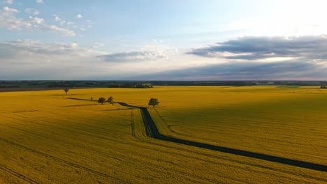 aerial of tractor driving through blooming rapeseed farmland