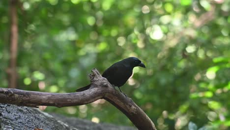 Seen-perch-on-a-log-while-looking-around-in-the-forest,-Racket-tailed-Treepie-Crypsirina-temia,-Thailand