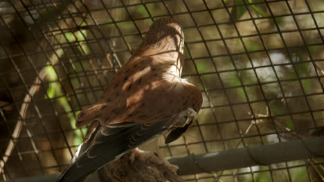 Nankeen-Kestrel-Falcon-Thront-Auf-Einem-Ast