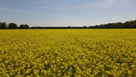 aerial footage looking over the lincolnshire countryside with views across fields of oil seed rape or rape oil crop