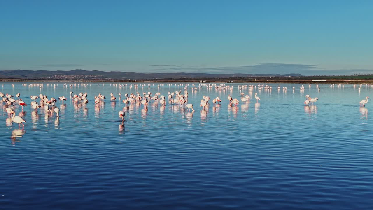 Flamingos gather in shallow water under clear blue sky near marshland