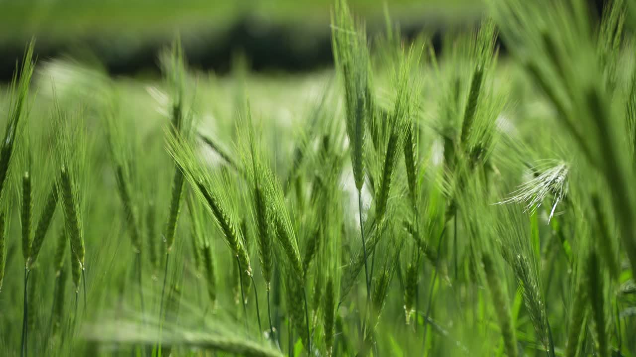 Wheat cultivated in the hilly areas.
