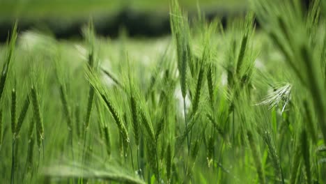 wheat cultivated in the hilly areas.