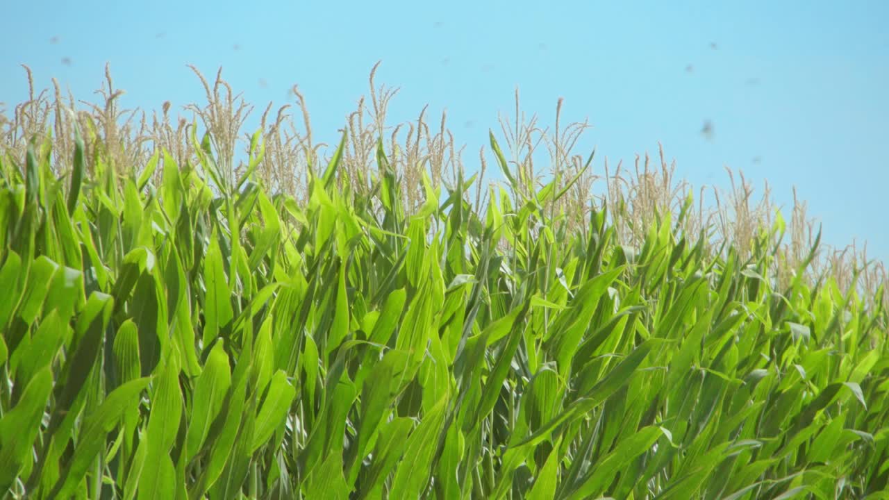 un campo de plantas de maíz movido por el viento en una soleada mañana de verano en un día de cosecha