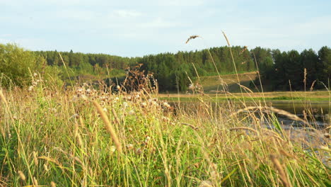 riverbank with lush grass and plants